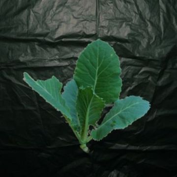Biodegradable Mulch 1.4 x 50m