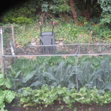 Build your Own Vegetable Cages
