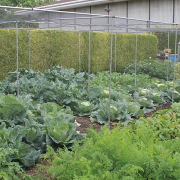 Walk in Vegetable Cages with Soft Butterfly Netting