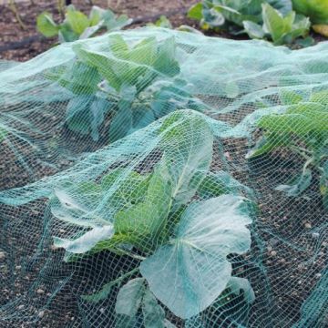 Soft Green Butterfly Netting at Garden Netting